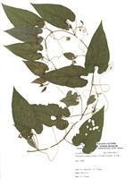 藏品(青牛膽)的圖片